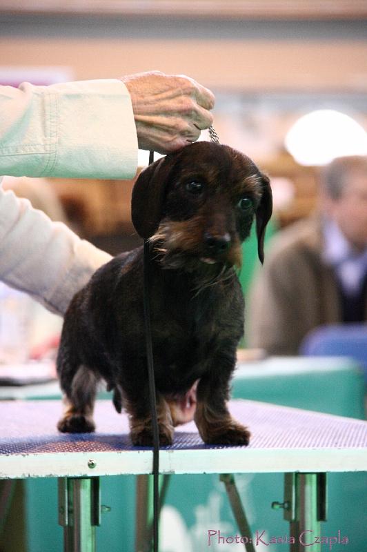 Crufts2011_2 1394.jpg